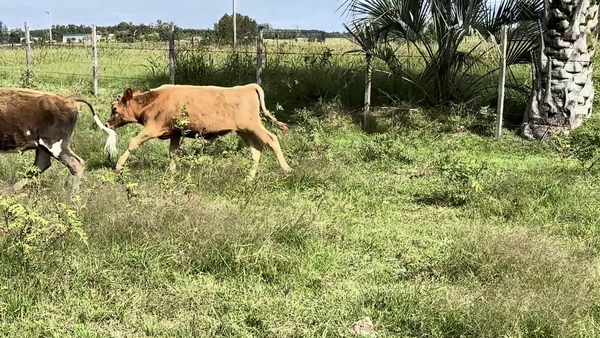 Lote TERNEROS HOLANDO