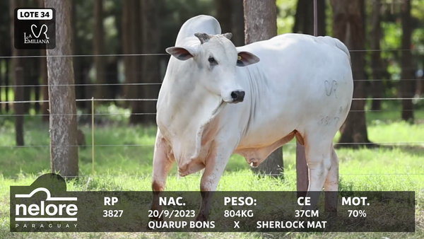 Lote LOTE 34
