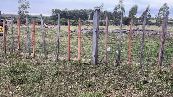 Lote NOVILLOS 2 A 3 AÑOS