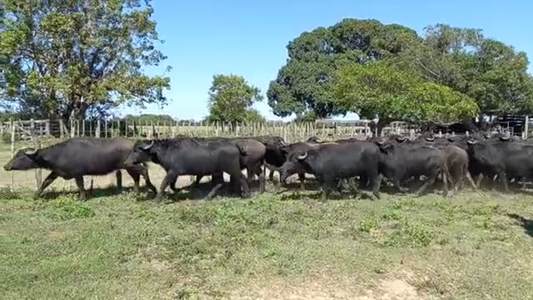 Lote 40 BUBILLAS PARA SERVICIO