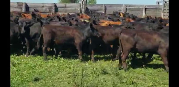 Lote 100 Terneros en Villaguay, Entre Ríos