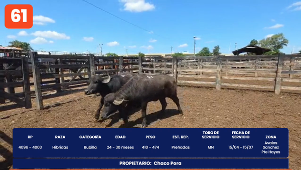 Lote LOTE 61