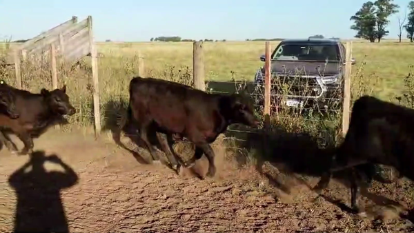 Lote 74 TERNS. HEMBRAS, GRAL. LAMADRID, BS. AS.