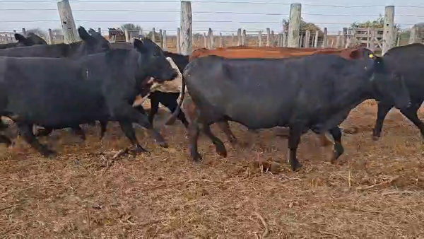 Lote 29 Vacas CUT preñadas