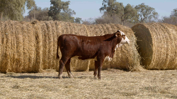 Lote HEMBRAS Remate Nucleo Genbra