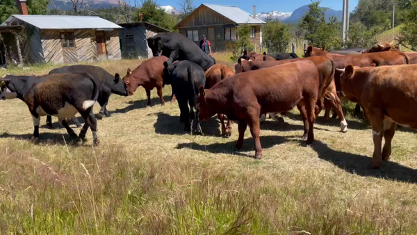 Lote 27 Ternero en Coyhaique, XI Región Aysén