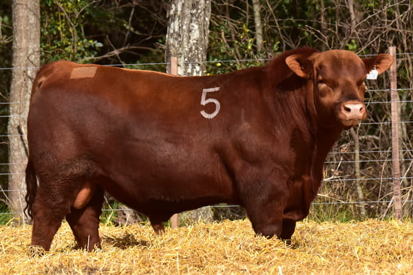40210 — TOROS ANGUS PC