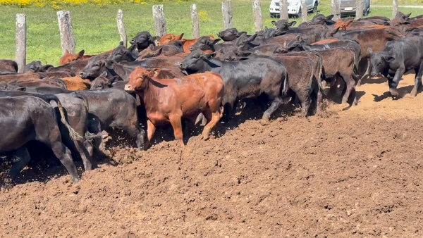 Lote 70 Terneros