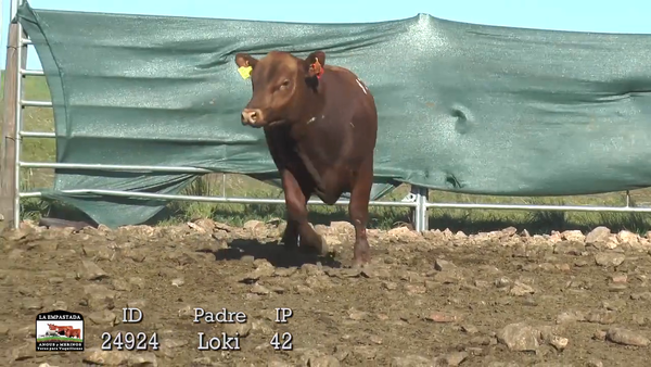 Lote 3 Toros, Durazno