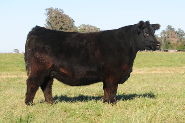 Lote Eleccion de una Vaquillona PP