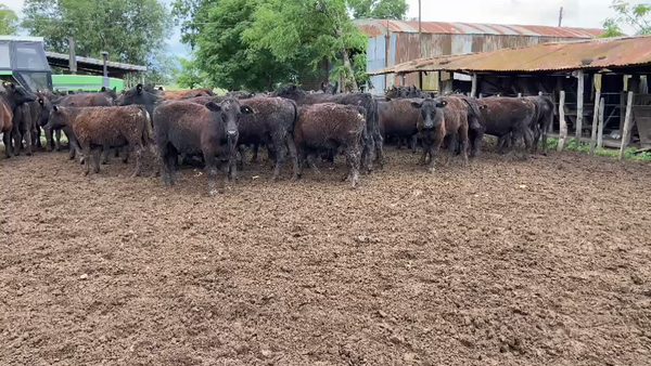 Lote 62 Novillitos