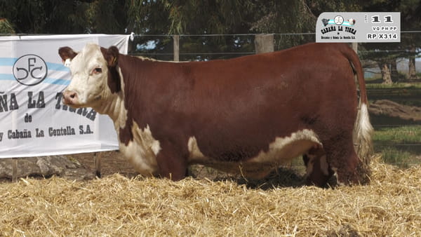 Lote HEMBRAS POLLED HEREFORD  PUROS DE PEDIGREE PREÑADAS