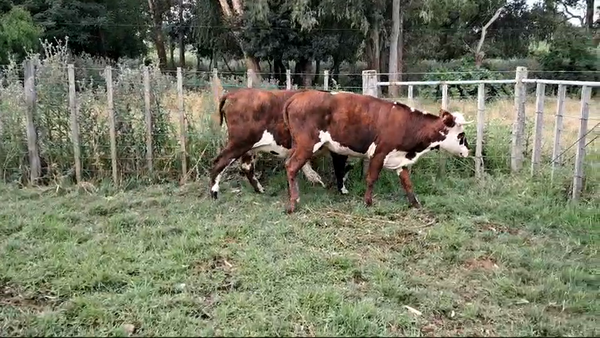 Lote VACAS / VAQUILLONAS NORMANDO