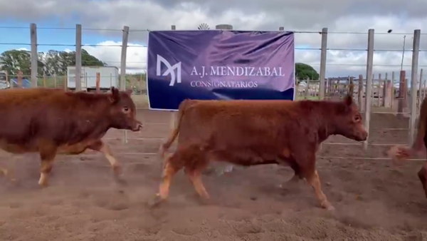 Lote 65 TERNS. HEMBRAS, DAIREAX, BS. AS.