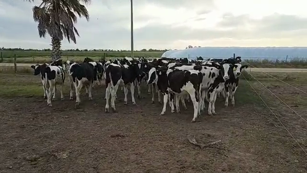 Lote 40 Terneros Holando Argentino en Brinkmann, Córdoba