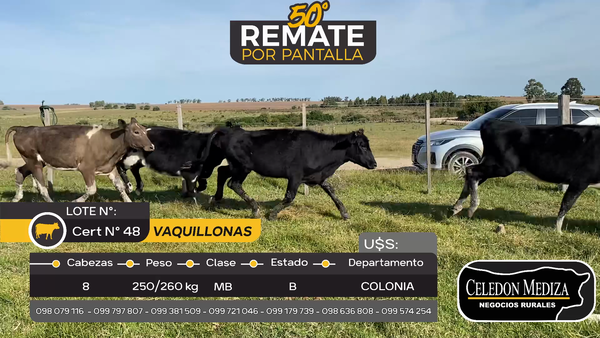 Lote 8 Vaquillonas  en Otra Localidad, Colonia