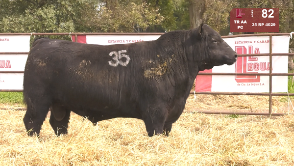 Lote TOROS ANGUS NEGROS  PC