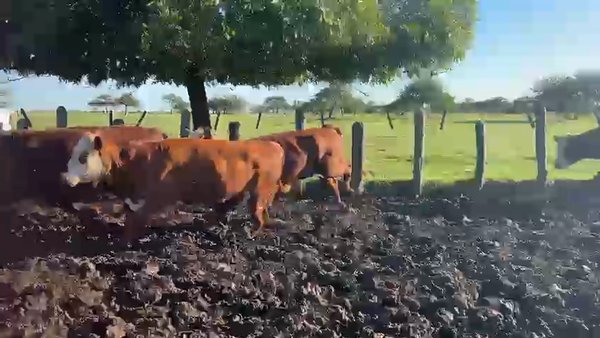 Lote 50 Vaca Consumo