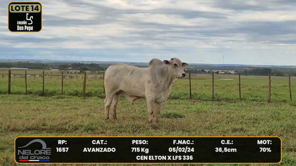 Lote LOTE 14