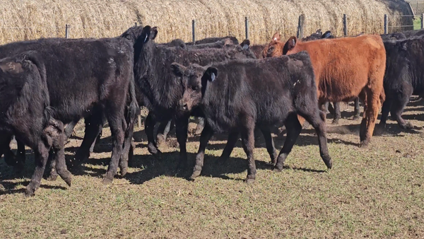 Lote 64 Terneros en Buenos Aires, Tandil