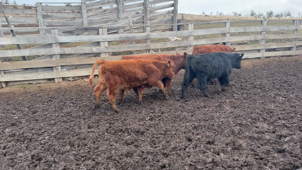 Lote 46 Ternero en Coyhaique, XI Región Aysén