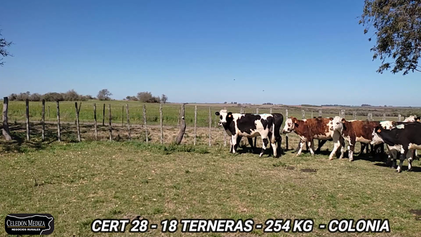 Lote 18 Terneras en Colonia