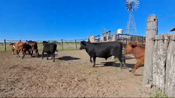 Lote 78 Terneros/as en Entre Ríos, San José de Feliciano