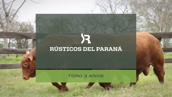 Lote Toros