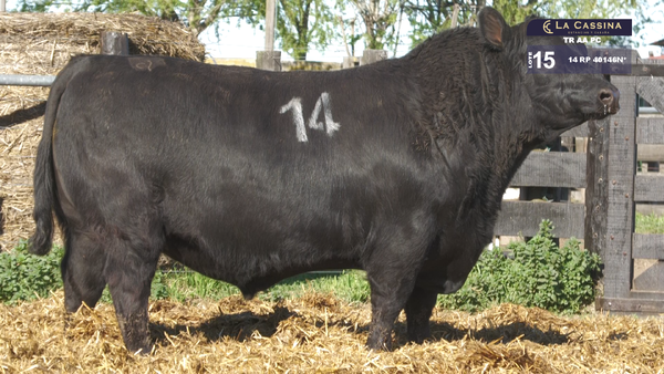 14 40146N* — TOROS ANGUS PURO CONTROLADO