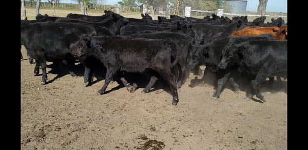 Lote 60 Terneros en Villaguay, Entre Ríos
