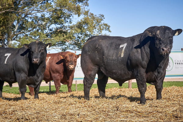 Lote "TRES MOLINOS" TOROS P.C