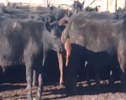 Lote 63 Terneros en Rauch, Buenos Aires