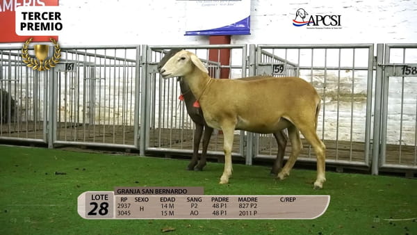 Lote Nacional Santa Inés Campo - Lote 28
