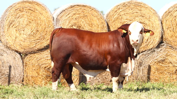 Lote LOTE 25
