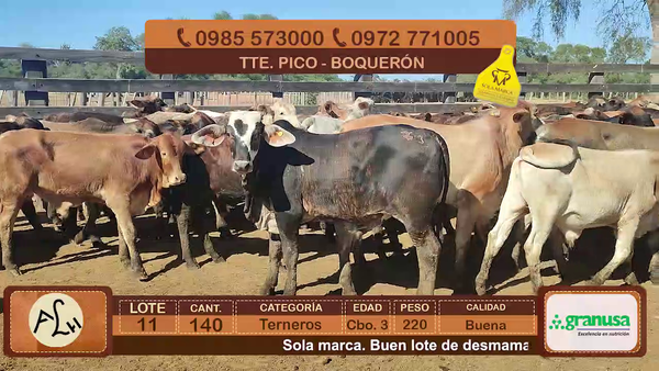 Lote Terneros Cbo 3