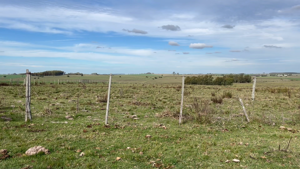 Lote NOVILLOS 1 a 2 AÑOS