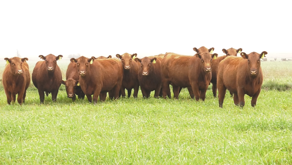 Lote VAQ. ANGUS COLORADAS PC C/GTÍA DE PREÑEZ