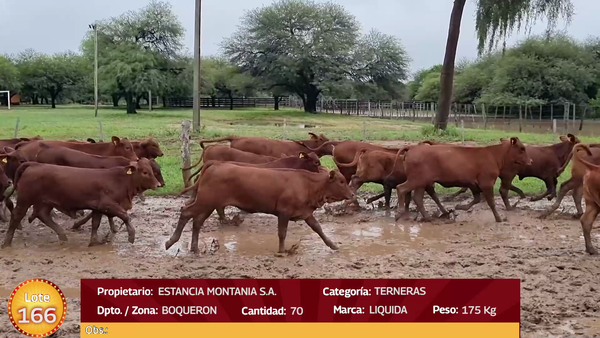 Lote LOTE  166
