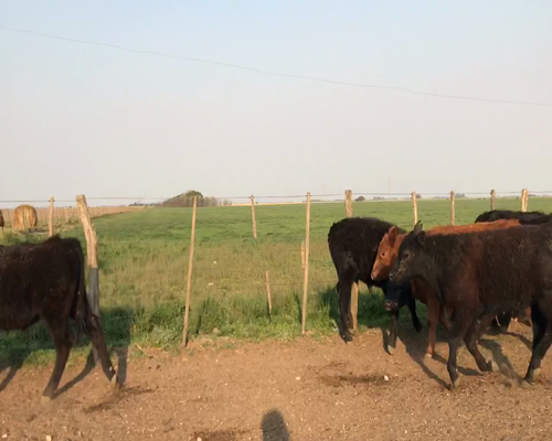 Lote 37 Terneros en Guatraché, La Pampa