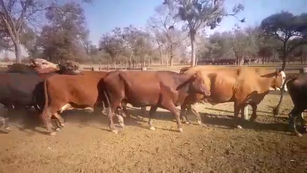 Lote 30 Vacas de invernar en J.J. Castelli, Chaco