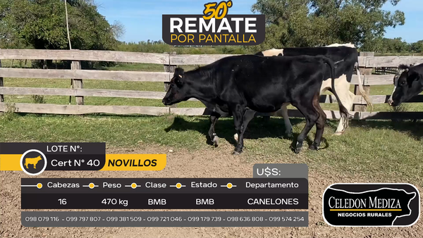 Lote 16 Novillos en Paso del Bote, Canelones