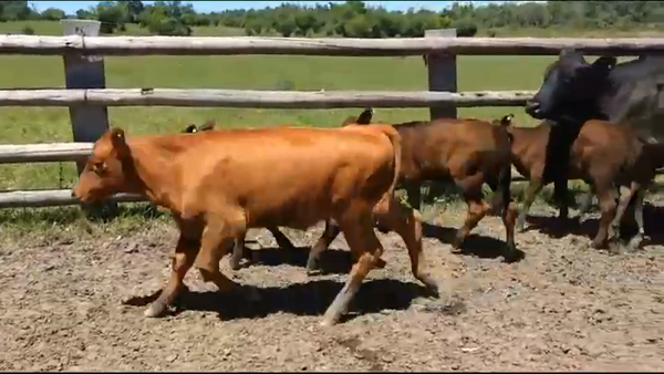 Lote 18 Vacas CUT con cría en Concordia, Entre Ríos