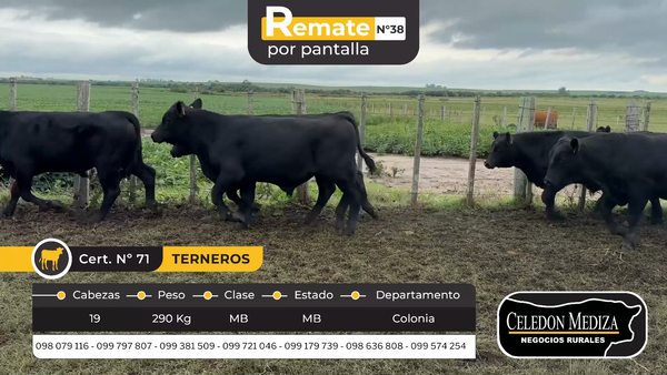 Lote 19 Terneros en Agraciada, Colonia