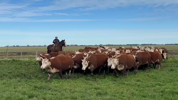 Lote VAQUILLONAS PR PREÑADAS PARICIÓN OTOÑO 2026 - VIVORATÁ