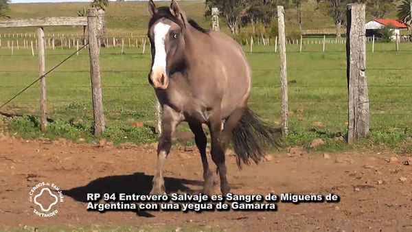Lote CARDAIBER OREJANA