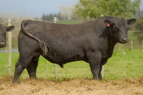 Lote RP 411