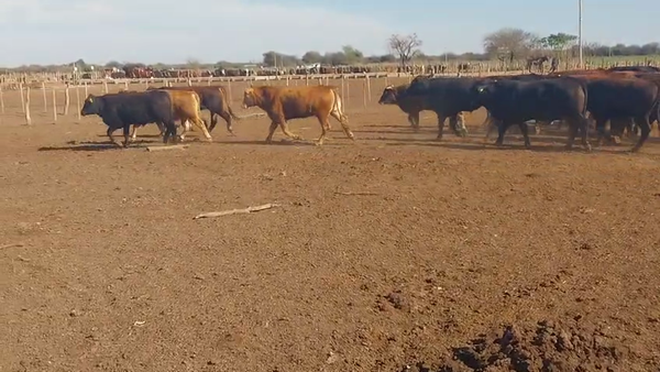 Lote 49 Novillos