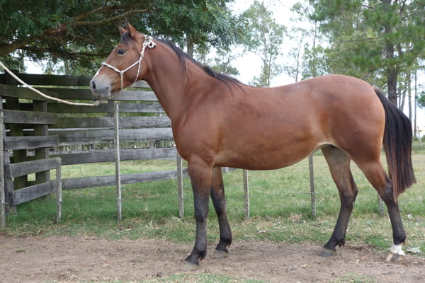 Lote LUCIERNAGA ESCONDIDA
