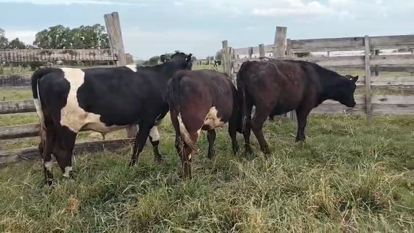 Lote 3 Terneros en Pavon