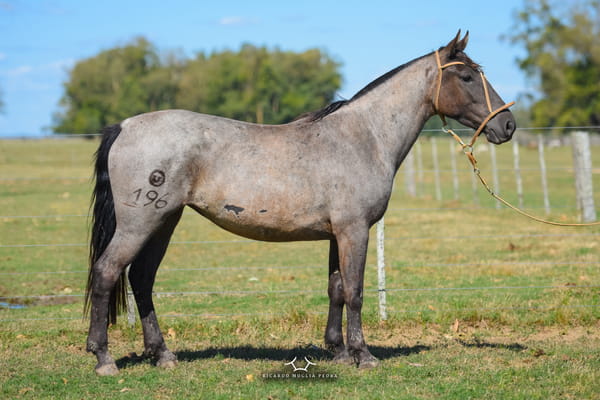 Lote RP 196 - Imperiosa